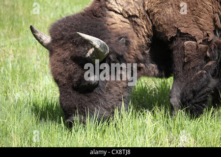 Wild bison in Yellowstone national park, USA. Stock Photo