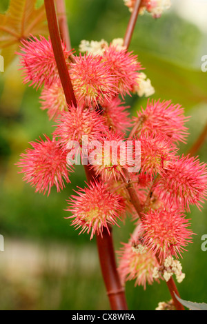 Ricin flowers Ricinus communis Castor oil Stock Photo