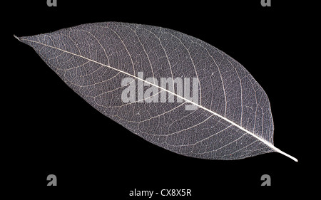 white leaf veins skeleton isolated on black