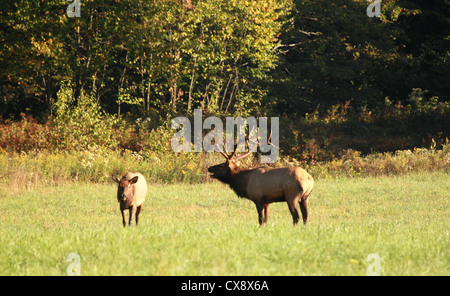 A bull elk bugles near a cow in an autumn meadow. Stock Photo