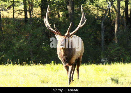 A bull elk bugles in the sunshine. Stock Photo