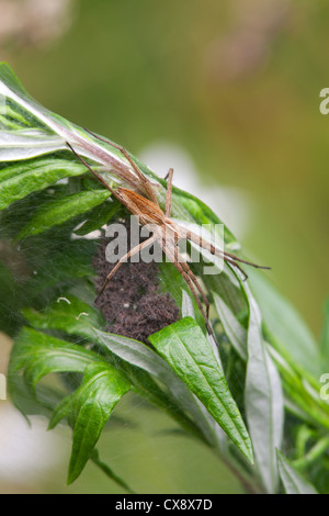 Nursery Web Spider Pisaura mirabilis adult female guarding spiderlings in nursery web Stock Photo