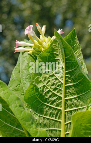 Tobacco plant. Nicotiana tabacum. Stock Photo