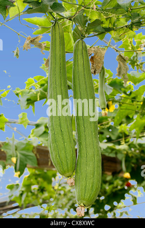 Fruit of loofah. Luffa cylindrica. Stock Photo