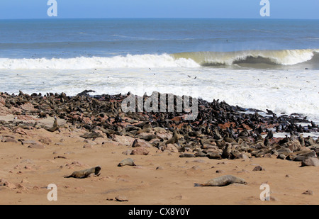 Colony of seals at Cape Cross Reserve, Atlantic Ocean coast in Namibia. Stock Photo