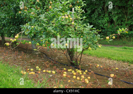 Windfall crab apples on the ground below an apple tree in an orchard in late summer in Kent, England, UK, Britain Stock Photo
