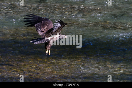 Bald eagle catching salmon fish Stock Photo