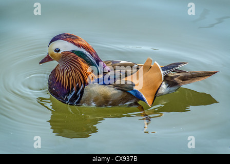 Mandarin Duck swimming in a blue clear pond Stock Photo - Alamy