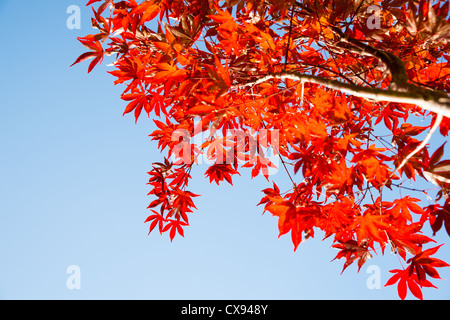 Bright red maple tree leaves against blue sky. Stock Photo