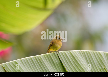Yellowish Flycatcher (Empidonax flavescens) perched on palm frond at Savegre Mountain Lodge, Costa Rica. Stock Photo