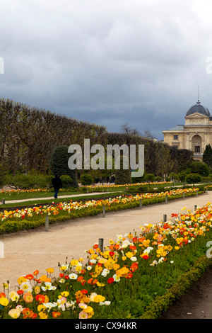 Spring poppies in the Jardin des Plantes, Paris, France Stock Photo