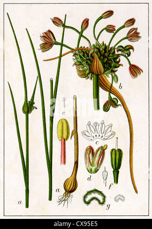 Allium oleraceum Stock Photo