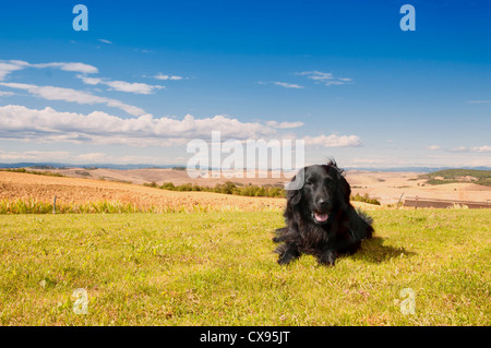 flatcoated Retriever in tuscany Stock Photo