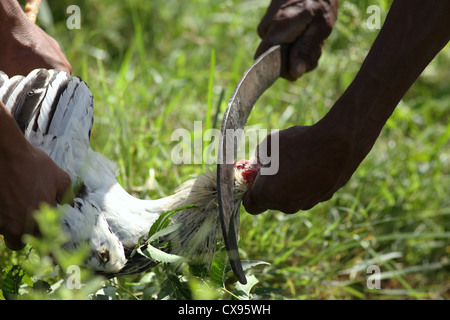 Harvest ceremony with chicken sacrifice Andhra Pradesh South India Stock Photo