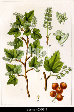 Ribes alpinum Stock Photo