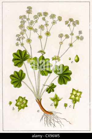 Alchemilla vulgaris Stock Photo