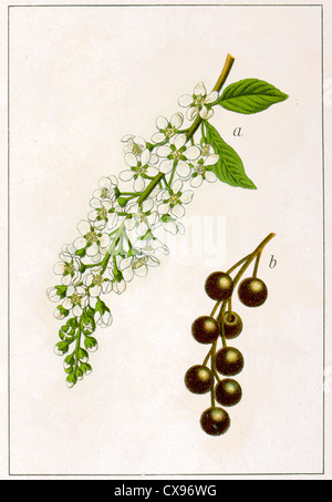Prunus padus Stock Photo