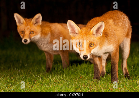 urban fox cubs (vulpes vulpes) Stock Photo