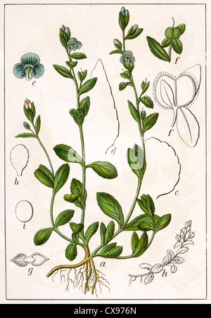 Veronica serpyllifolia Stock Photo