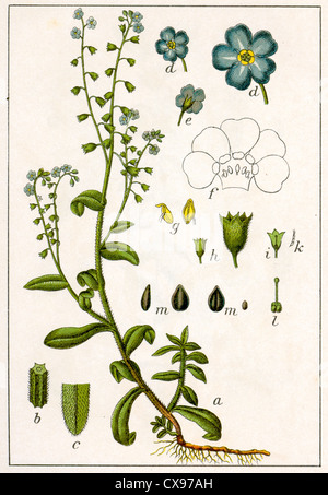 Myosotis palustris