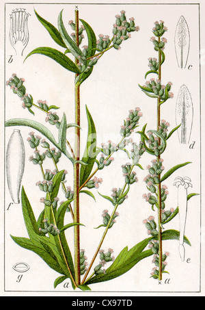 Artemisia vulgaris Stock Photo