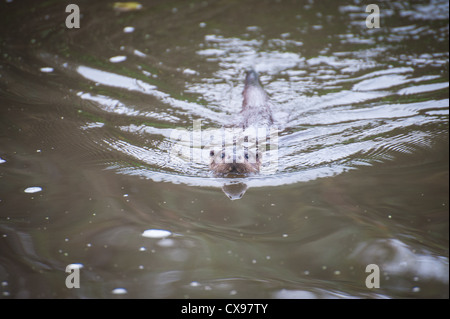 Otter on the River Stour, Blandford, Dorset Stock Photo