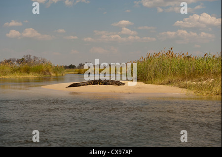 African crocodile sitting on a sand bar in the Okovonga Delta of Botwana Stock Photo