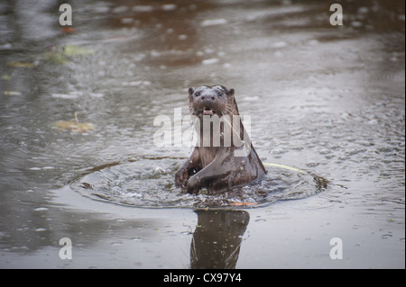 Otter on the River Stour, Blandford, Dorset Stock Photo