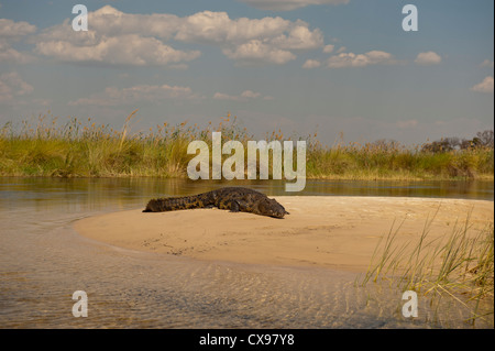 African crocodile sitting on a sand bar in the Okovonga Delta of Botwana Stock Photo