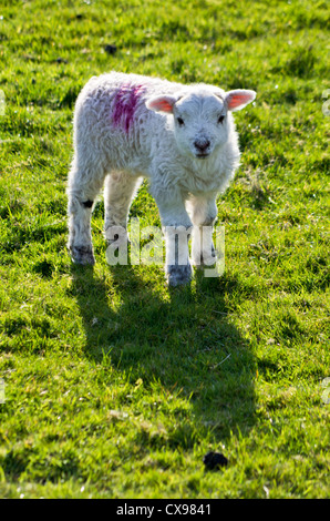 Vertical composition. Baby sheep lamb back-lit close-up portrait in a green field. Lamb looking towards the lens. Stock Photo