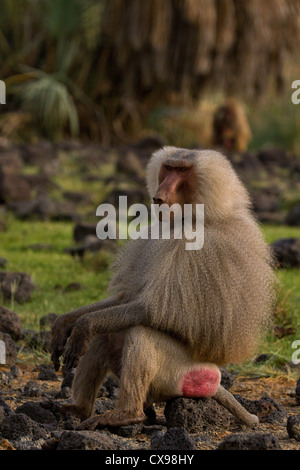 Male Hamadryas baboon (Papio hamadryas) Awash National Park Ethiopia. Stock Photo