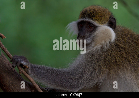 Portrait of a Grivet monkey (Chlorocebus aethiops) Awash National Park Ethiopia. Stock Photo