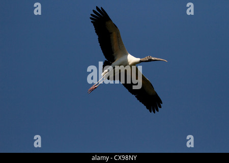 Wood Stork (Mycteria americana) in flight Stock Photo