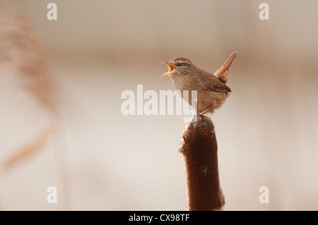 Wren singing early sprig in the Essex countryside. Stock Photo