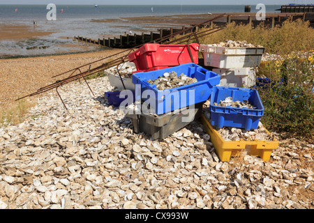 Pile of empty Whitstable Oyster shells for recycling on Thames estuary seashore of north Kent coast in Whitstable Kent England UK Britain Stock Photo