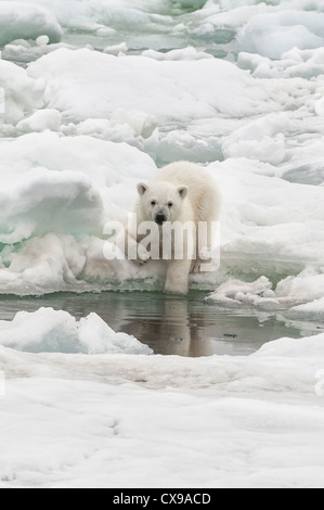 Polar bear cub (Ursus maritimus) looking at its image in the water, Svalbard Archipelago, Barents Sea, Norway