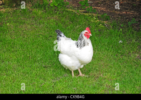 Light Sussex Chicken. Stock Photo