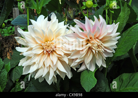 Dahlia Cafe au lait Stock Photo