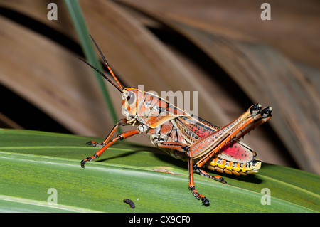 Eastern Lubber Grasshopper, Georgia Thumper, Romalea microptera Stock Photo