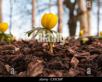 Winter aconites (Eranthis) a member of Ranunculaceae (Buttercup family) - probably Eranthis hyemalis Stock Photo