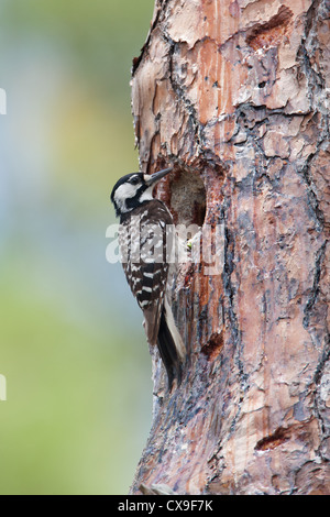 Red-cockaded Woodpecker bird perching at Nest Cavity vertical Stock Photo