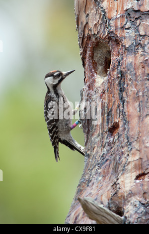 Juvenile Male Red-cockaded Woodpecker bird perching at Nest Cavity vertical Stock Photo