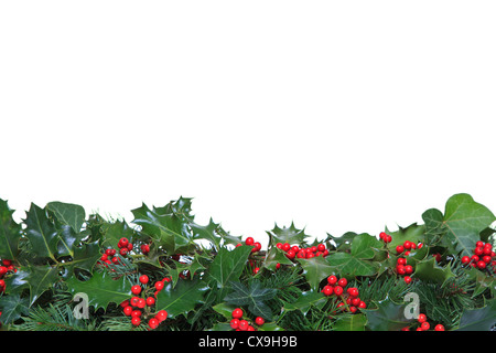 Holly with red berries, ivy and evergreen leaves arranged as a footer against a white background. Stock Photo