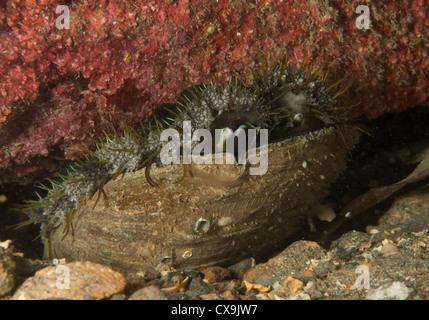 Ormer Stock Photo