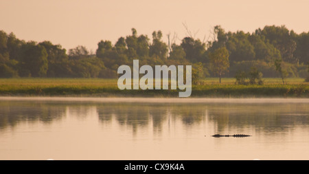 Salt Water Crocodile, Crocodylus porosus, in the river at Yellow Water, Kakadu National Park, Northern Territory Stock Photo