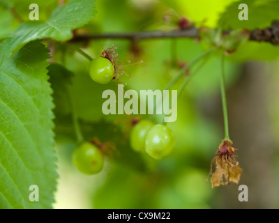 Unripe cherries on a tree Stock Photo