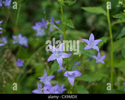 Blue Bell Flowers (Campanula waldsteiniana) on a mountain meadow Stock Photo