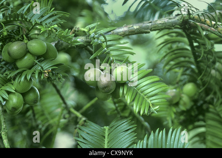Plum Yew (Japanese Cow-tail Pine) Cephalotaxus harringtonia (Cephalotaxaceae) Stock Photo
