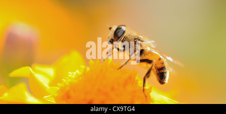 Macro shot of honey bee on the flower during sunset backlight. Stock Photo