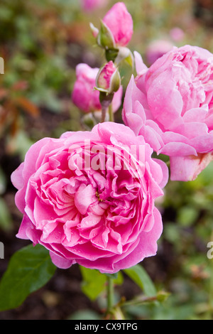 Double pink rose - Harlow Carr Stock Photo